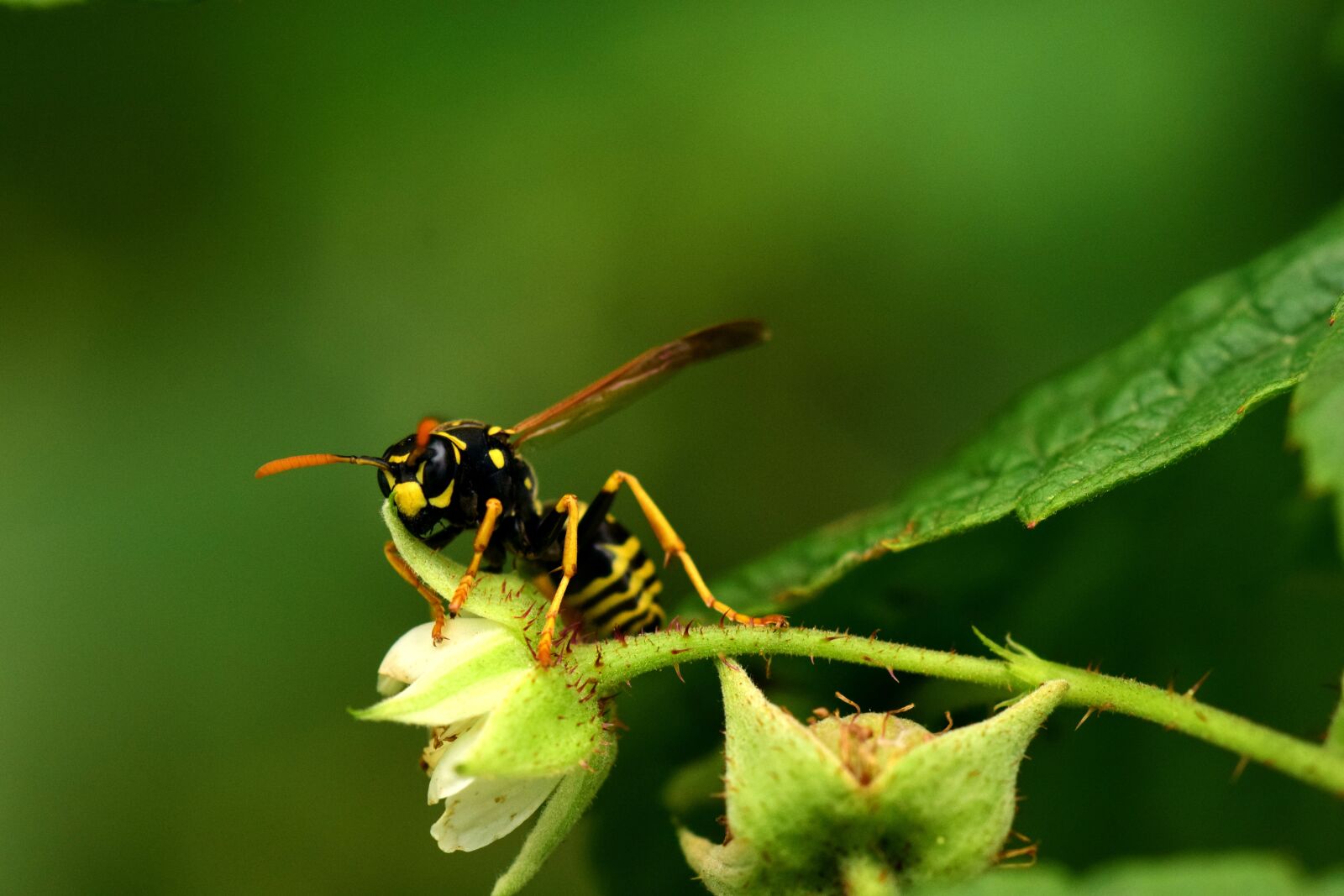 Nikon D3300 sample photo. Wasp, raspberry flowers, close photography