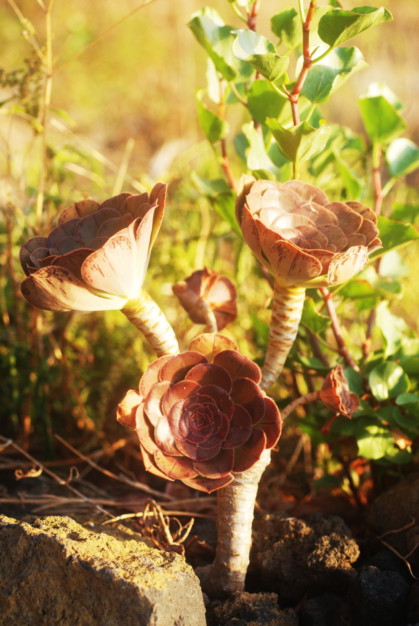 Nikon D80 sample photo. Verode, plant, vegetation photography