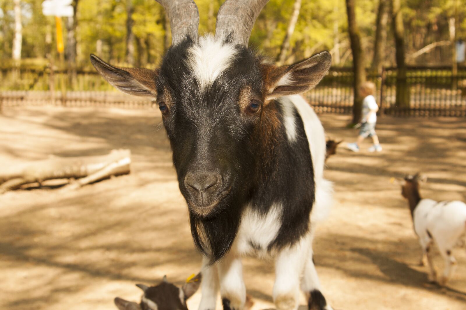 Canon EOS 500D (EOS Rebel T1i / EOS Kiss X3) sample photo. Goat, zoo, nature photography