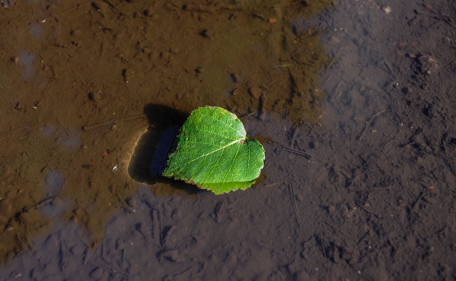 Nikon D3000 sample photo. Leaf, floating, dirt photography