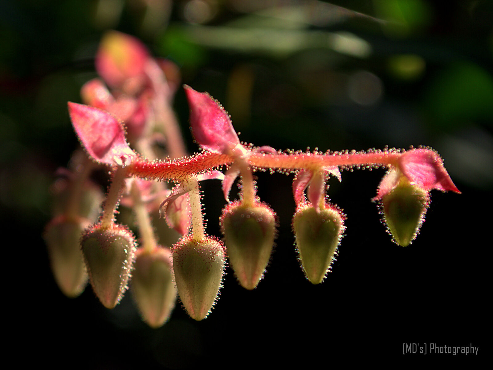 Nikon D5100 sample photo