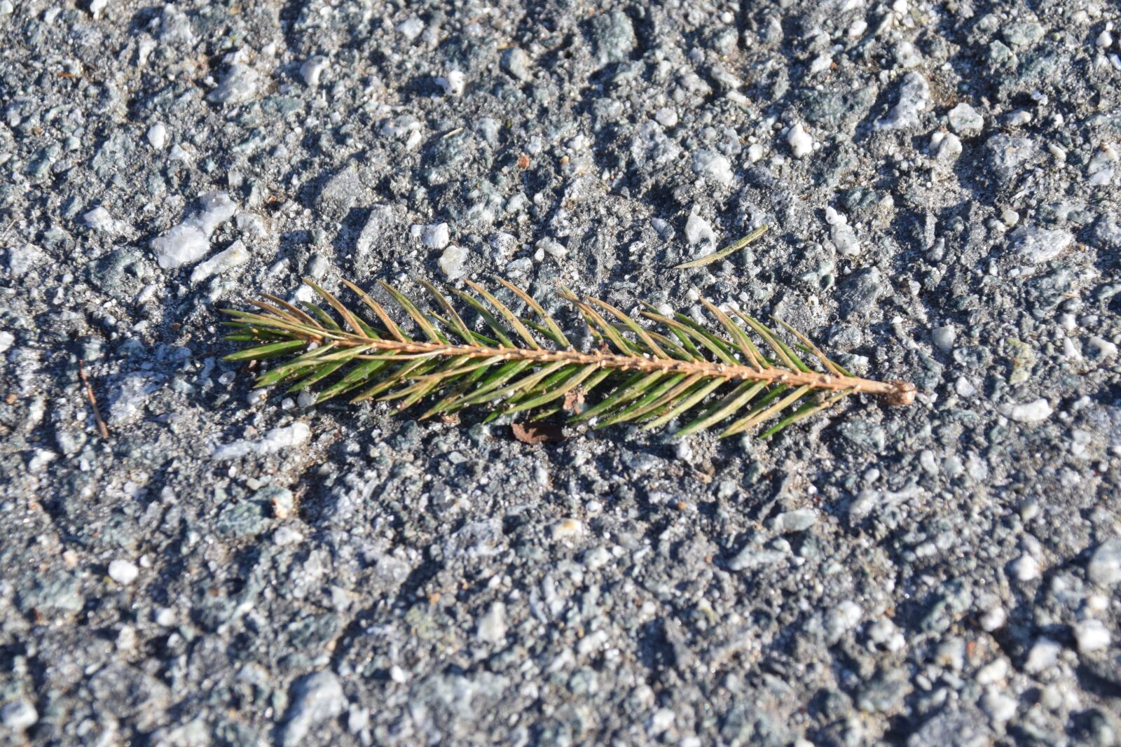 Nikon D3300 sample photo. Branch, needles, asphalt photography