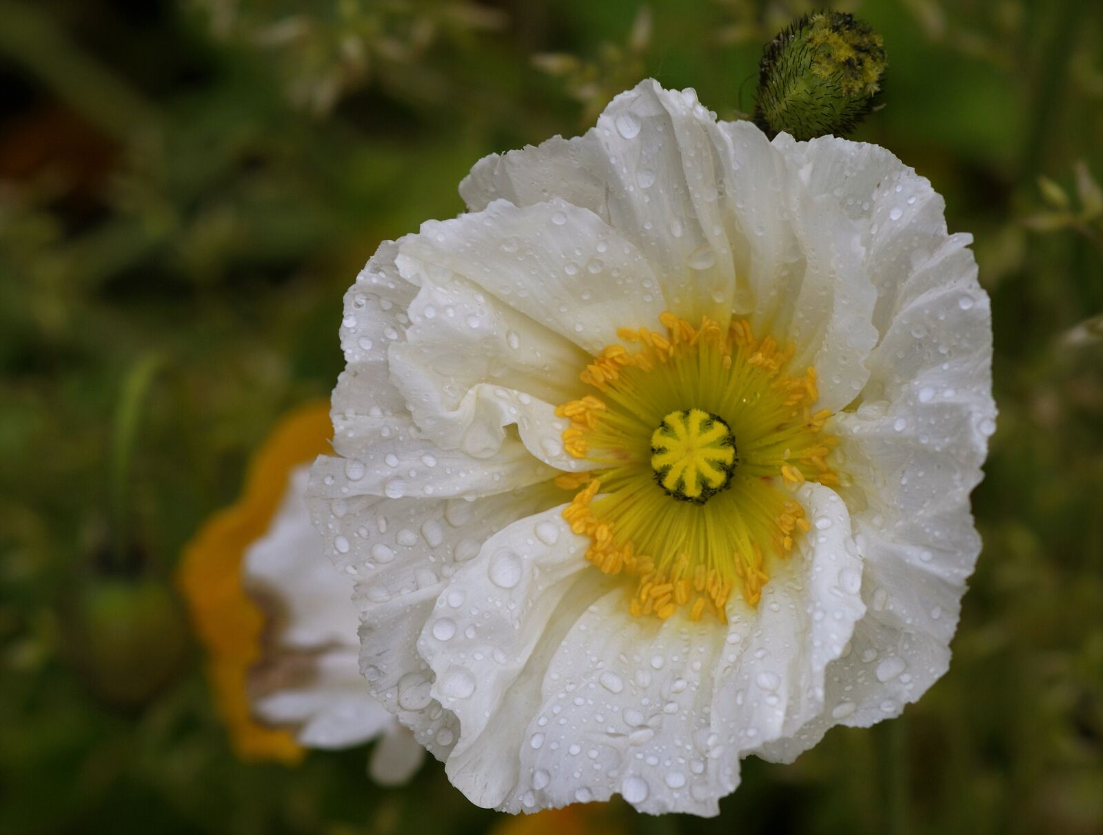 Sony Alpha DSLR-A350 sample photo. Poppy flower, white, mohngewaechs photography