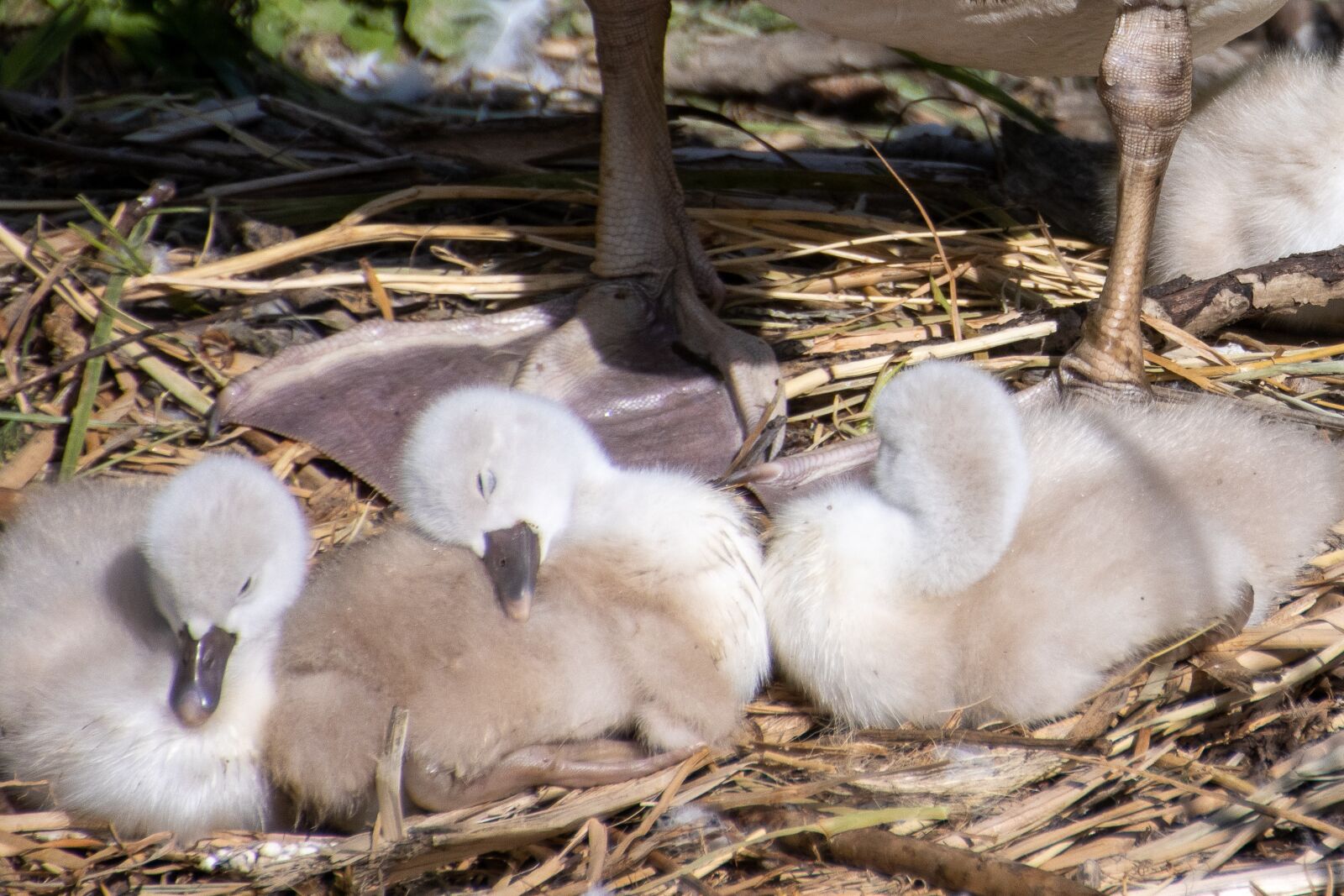 Canon EOS 90D sample photo. Swan, chicks, nature photography
