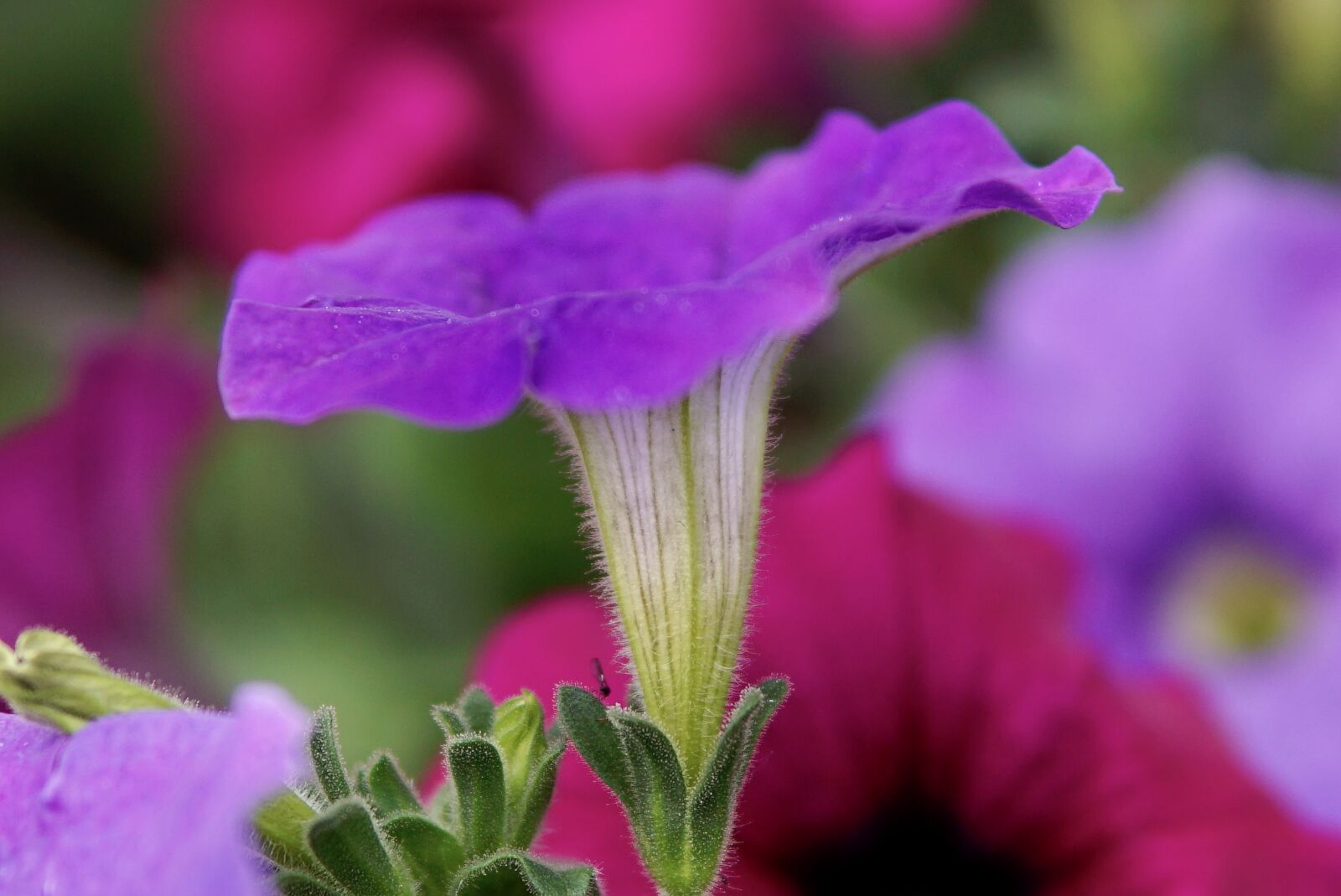 Sony a6000 + 30mm F1.4 DC DN | Contemporary 016 sample photo. Petunia, close up, blossom photography