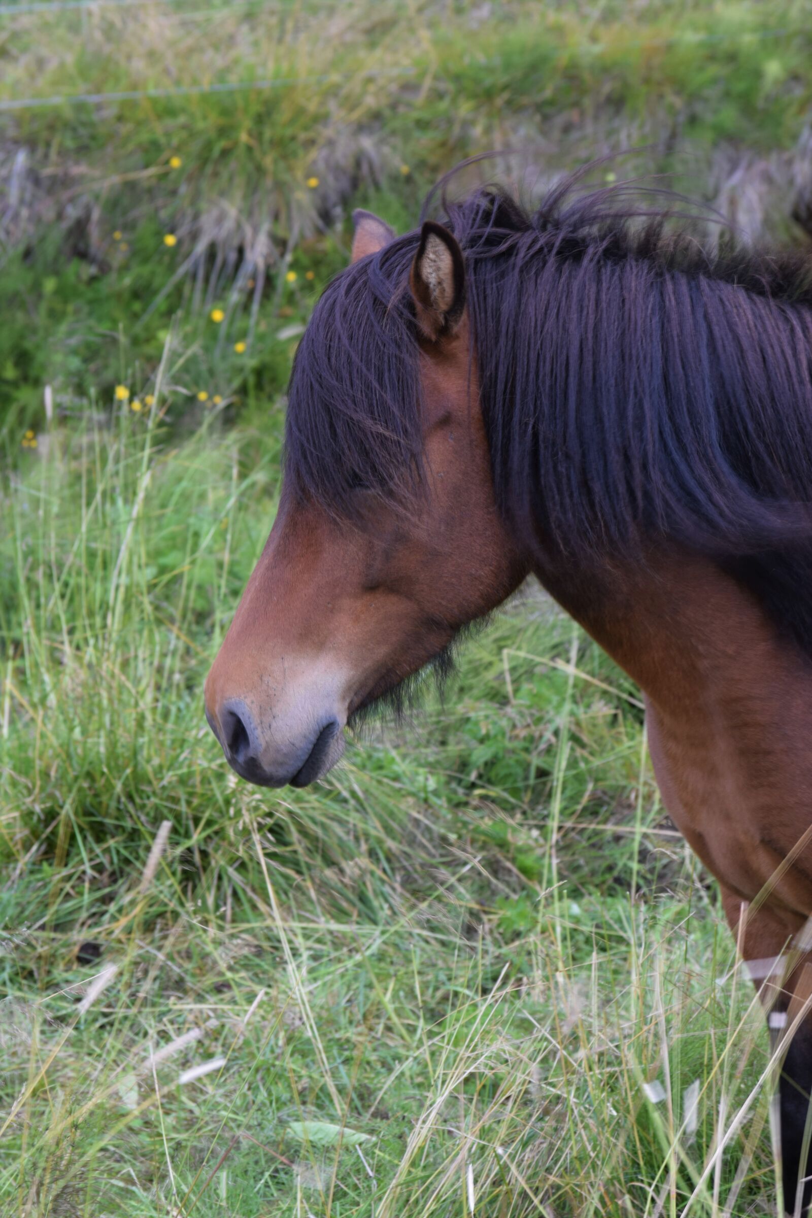 Nikon D3300 sample photo. Horse, profile, head photography