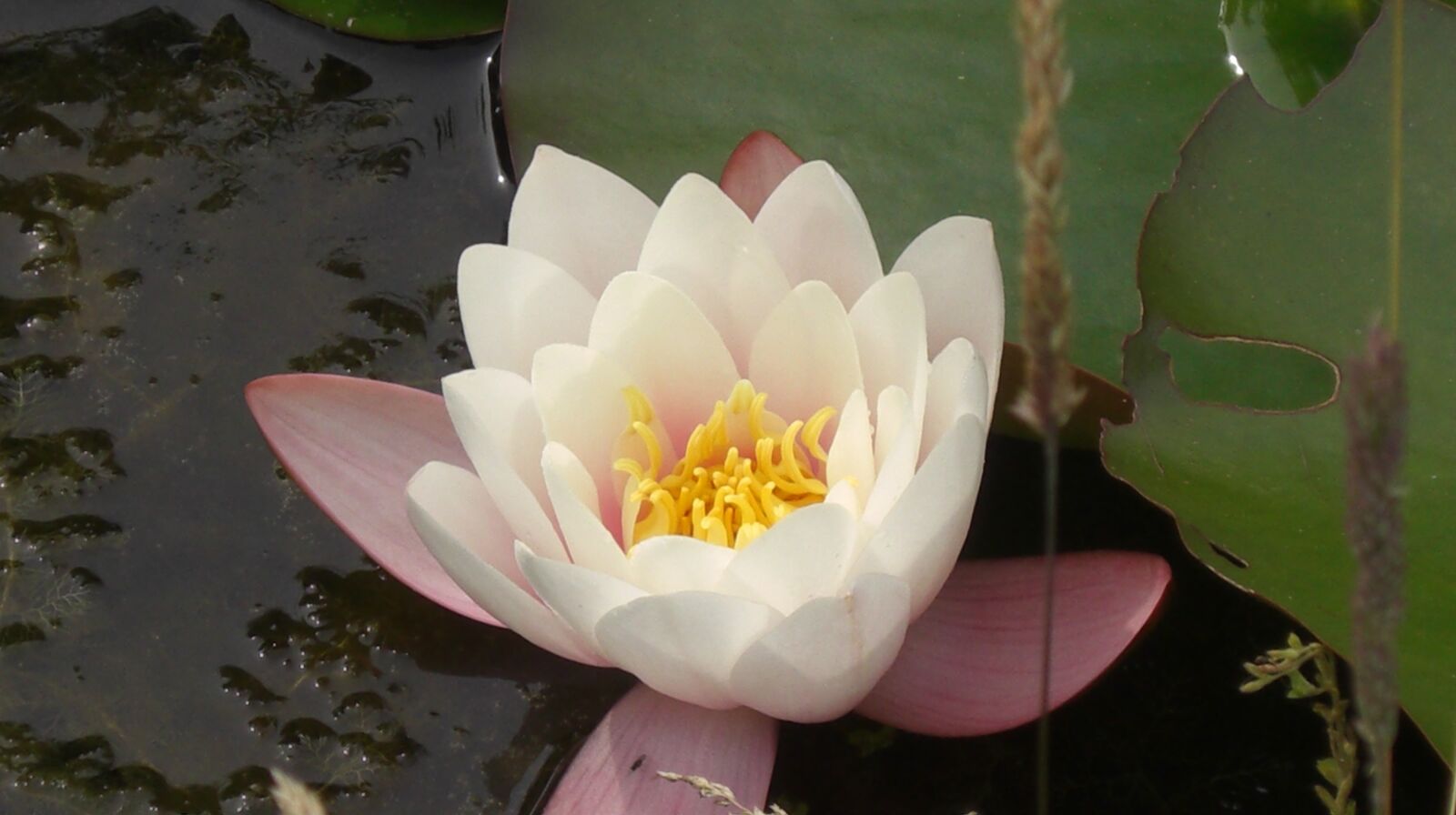 CASIO EX-Z1200 sample photo. Waterlily, pond, nymphaea alba photography