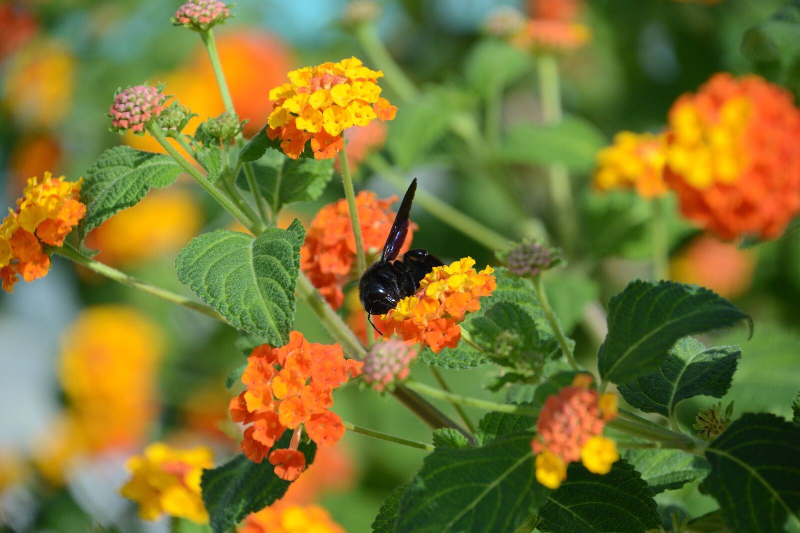 Nikon D7100 sample photo. Insect, bumblebee, elba island photography