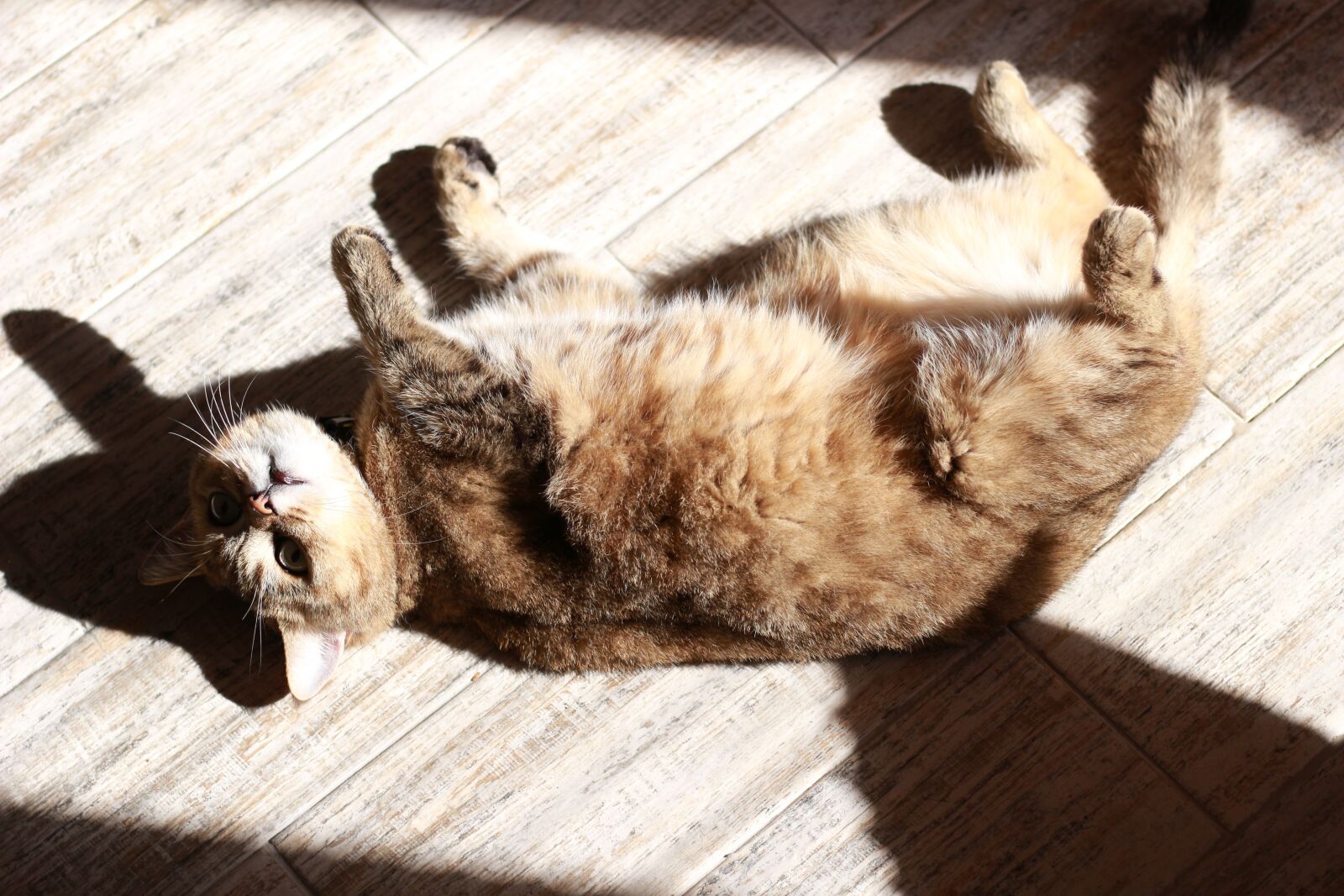 Canon EOS 100D (EOS Rebel SL1 / EOS Kiss X7) sample photo. Cat, sun, wool photography