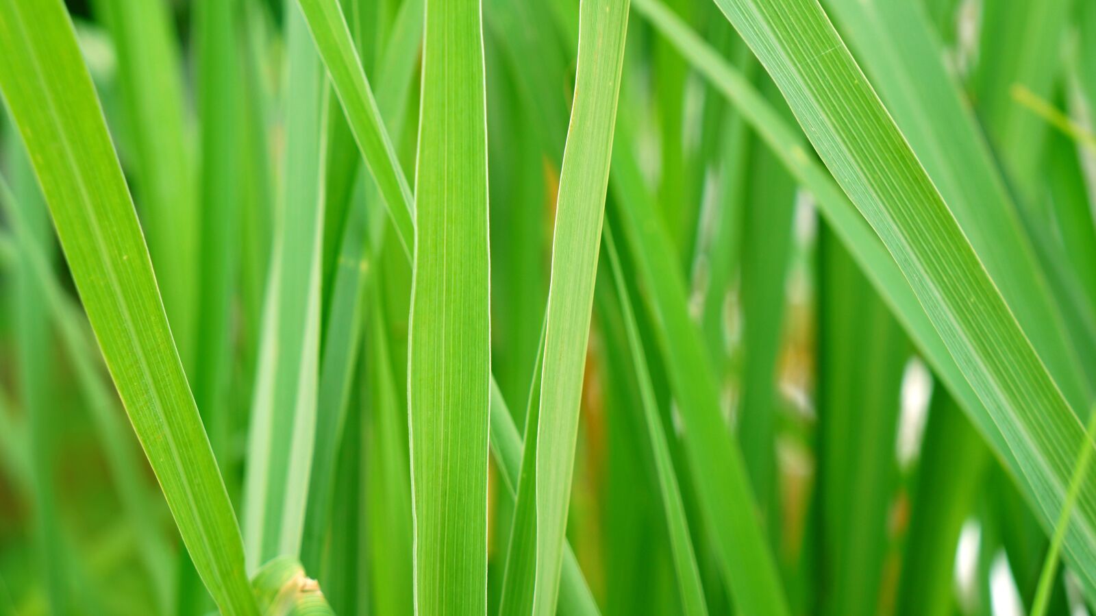 Sony Alpha NEX-F3 + Sony E 18-55mm F3.5-5.6 OSS sample photo. Green leaf, green, plant photography