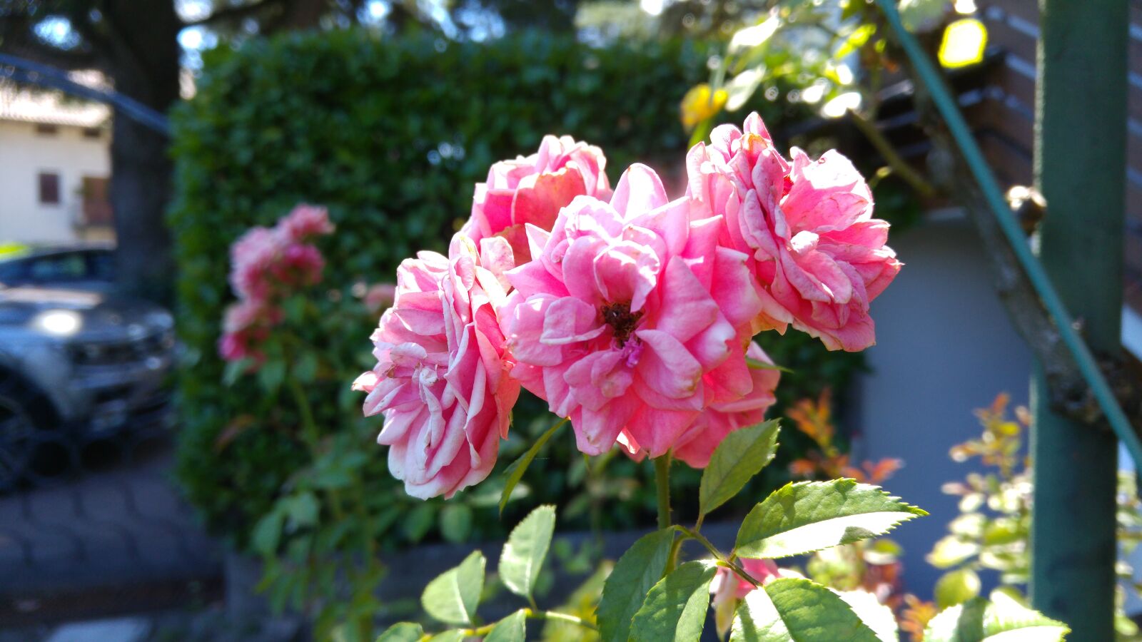 LG G4 sample photo. Close, up, of, pink photography