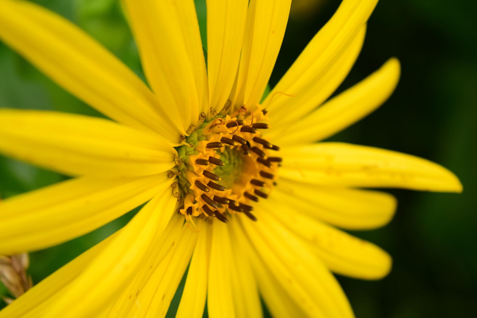 Nikon D3300 sample photo. Sunflower, close up, yellow photography