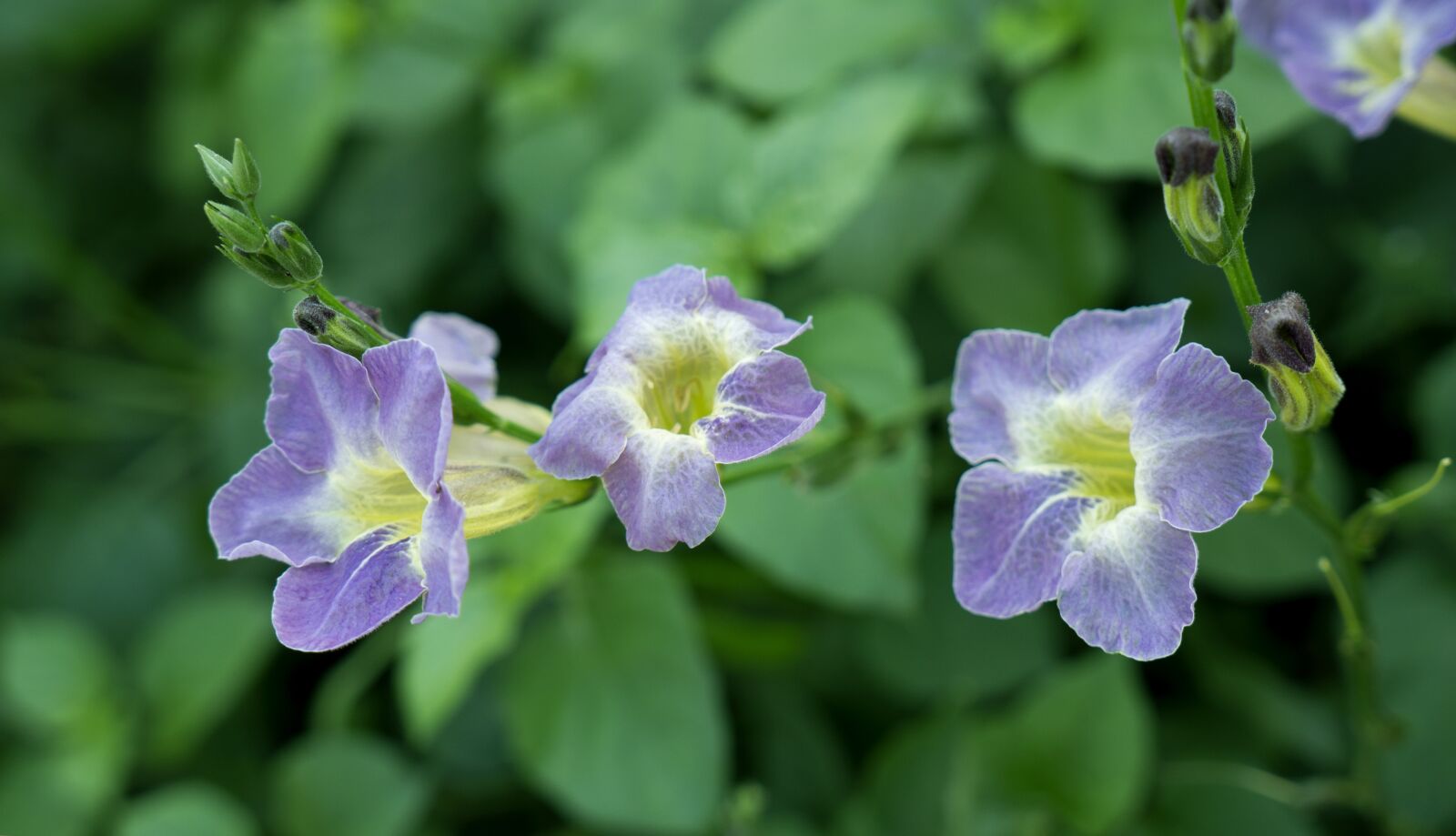 Sony Alpha NEX-F3 + Sony E 18-55mm F3.5-5.6 OSS sample photo. Natural, cotton vegetables, shrinkage photography