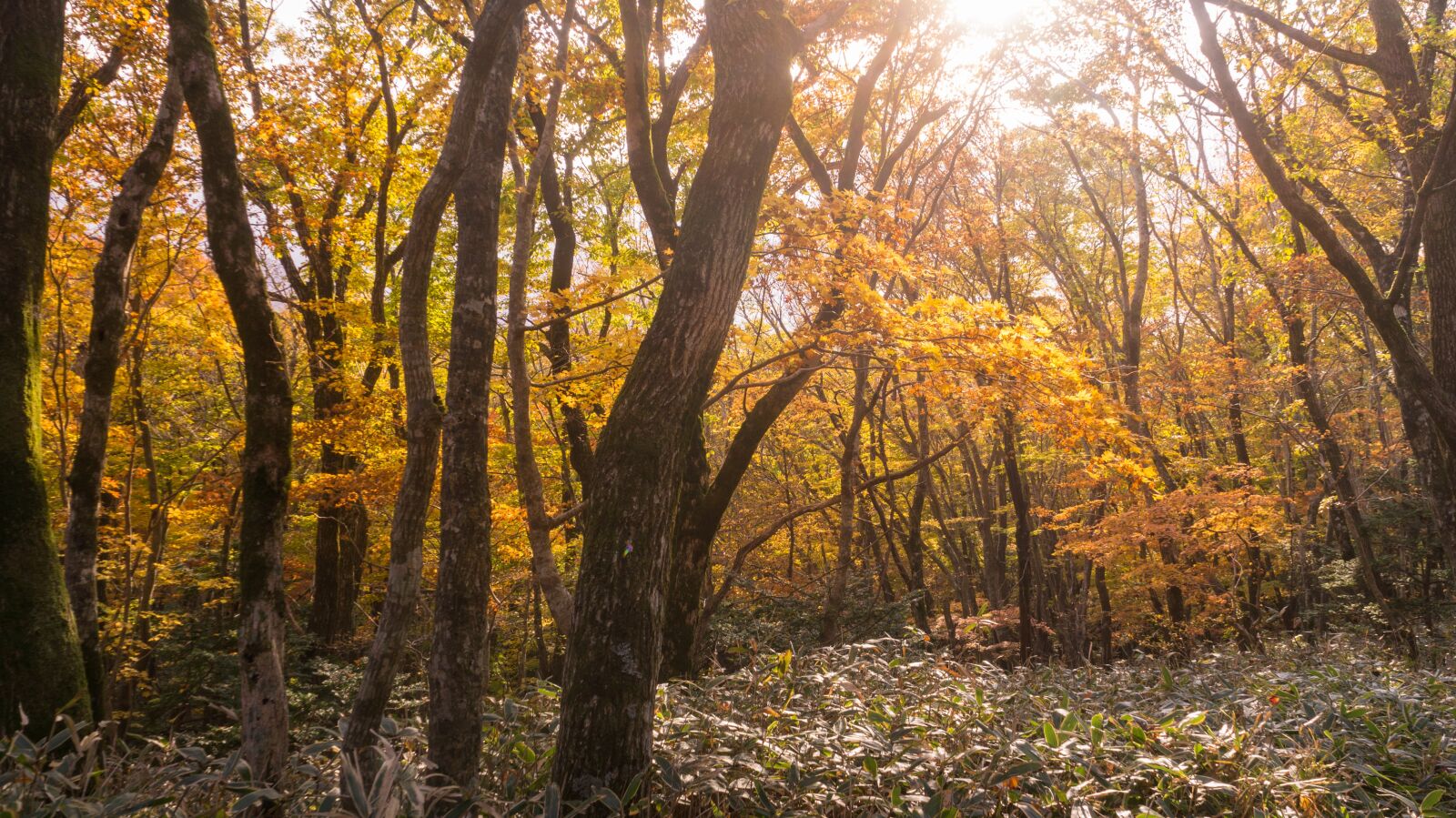 Sony Alpha NEX-5N + Sony E 18-55mm F3.5-5.6 OSS sample photo. Autumn, autumn leaves, wood photography