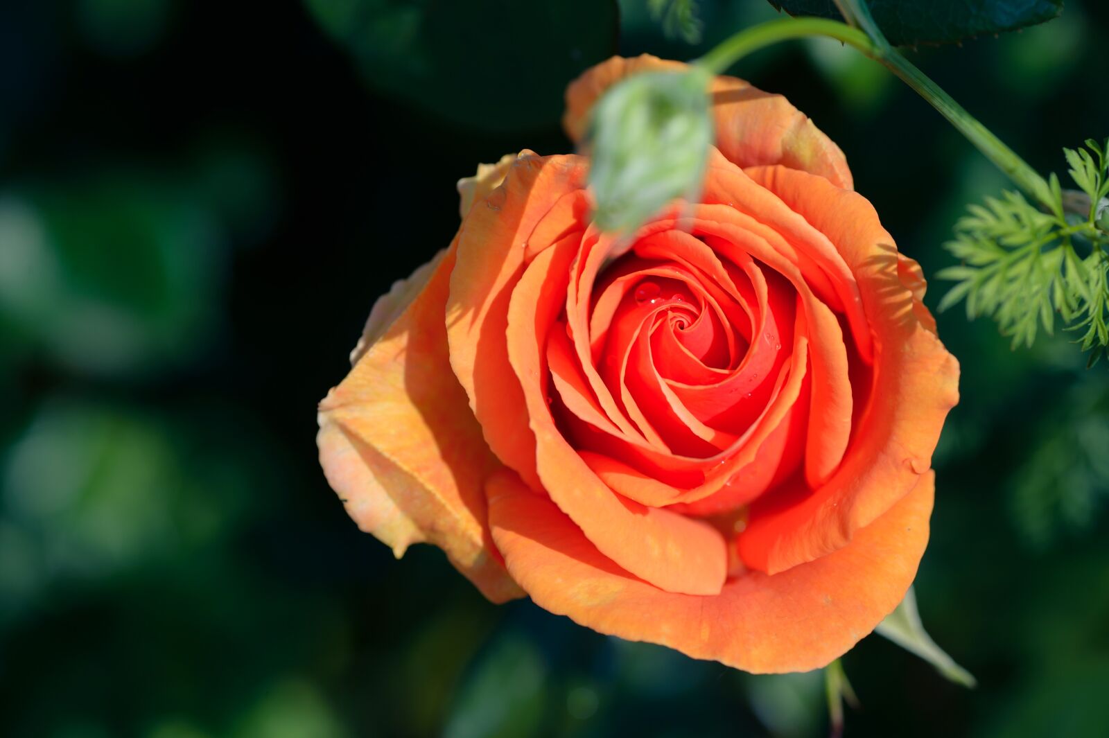 Nikon Df sample photo. Natural, plant, rose photography