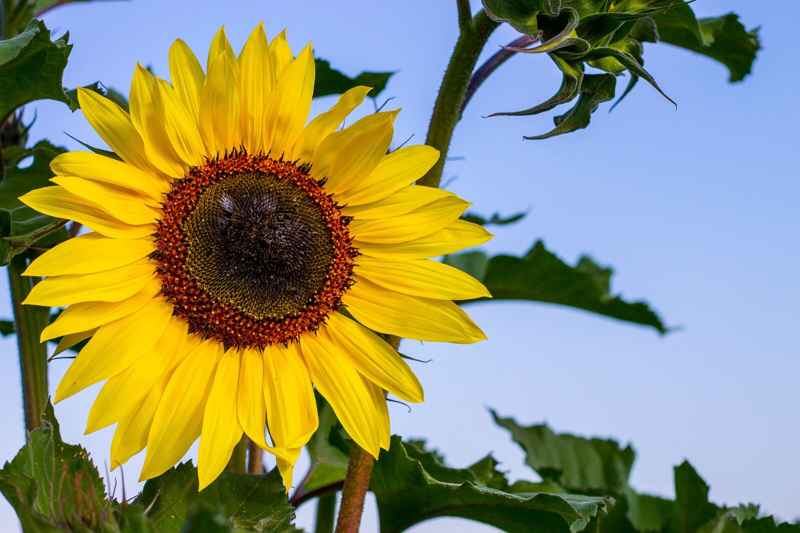Canon EOS 1100D (EOS Rebel T3 / EOS Kiss X50) + Canon EF 50mm F1.8 STM sample photo. Summer, sunflower, yellow photography