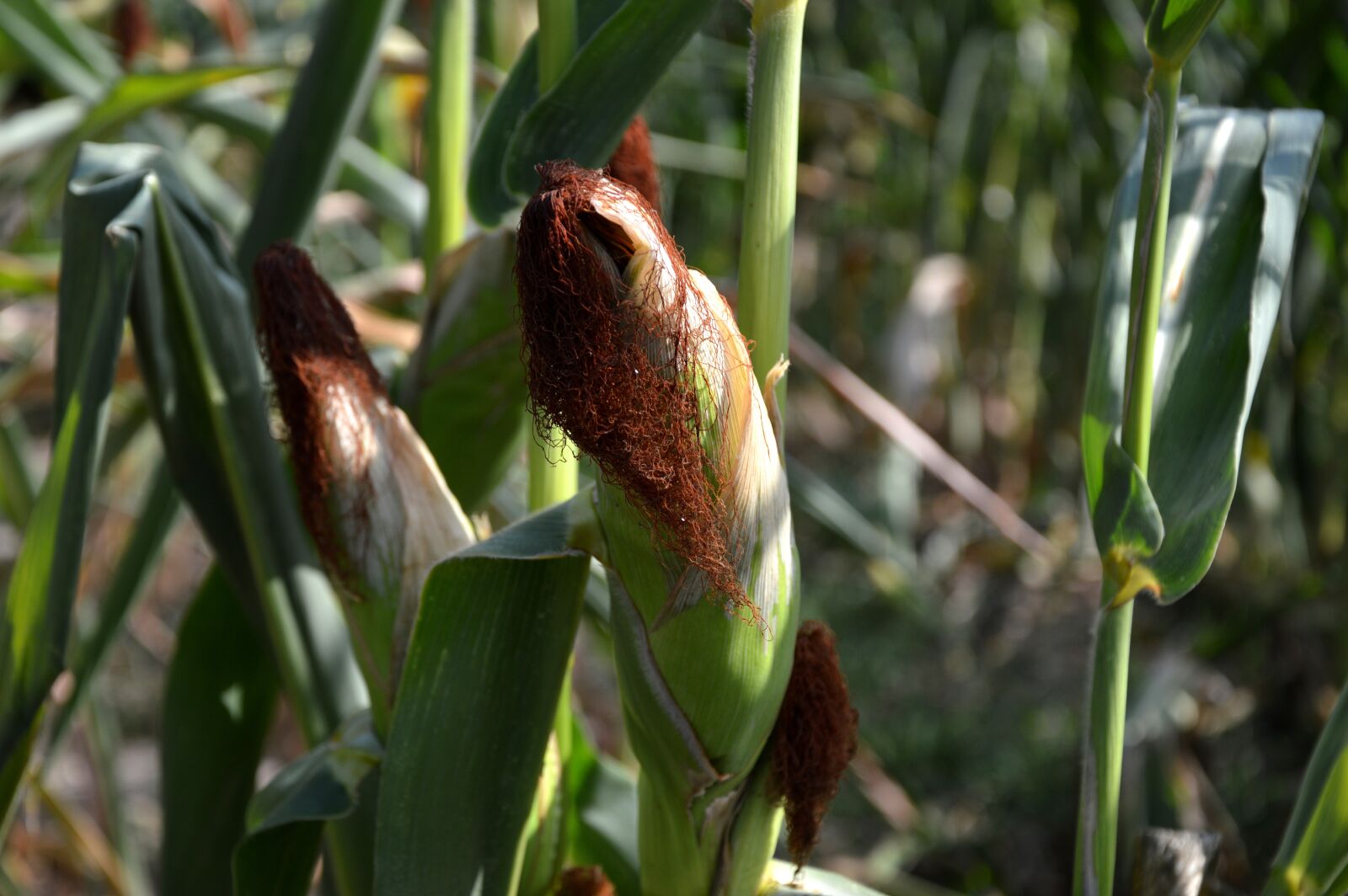 Nikon D3200 sample photo. Corn, plant, agriculture photography