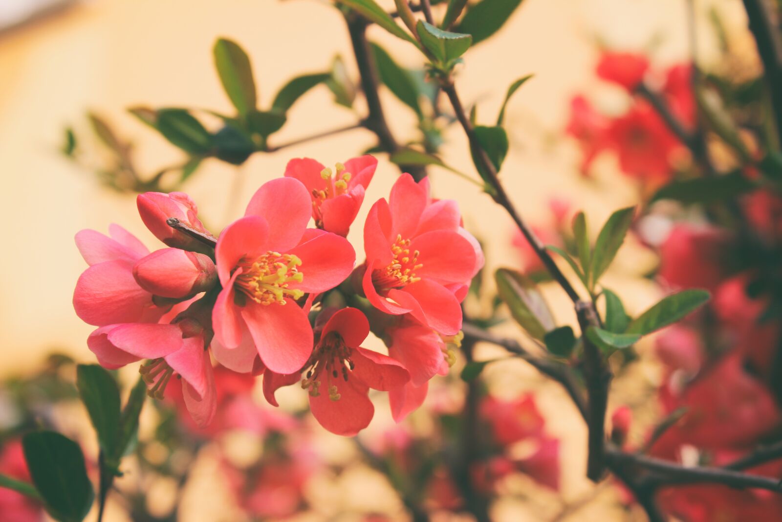 Canon EOS 600D (Rebel EOS T3i / EOS Kiss X5) sample photo. Flower, flowers, shrub photography