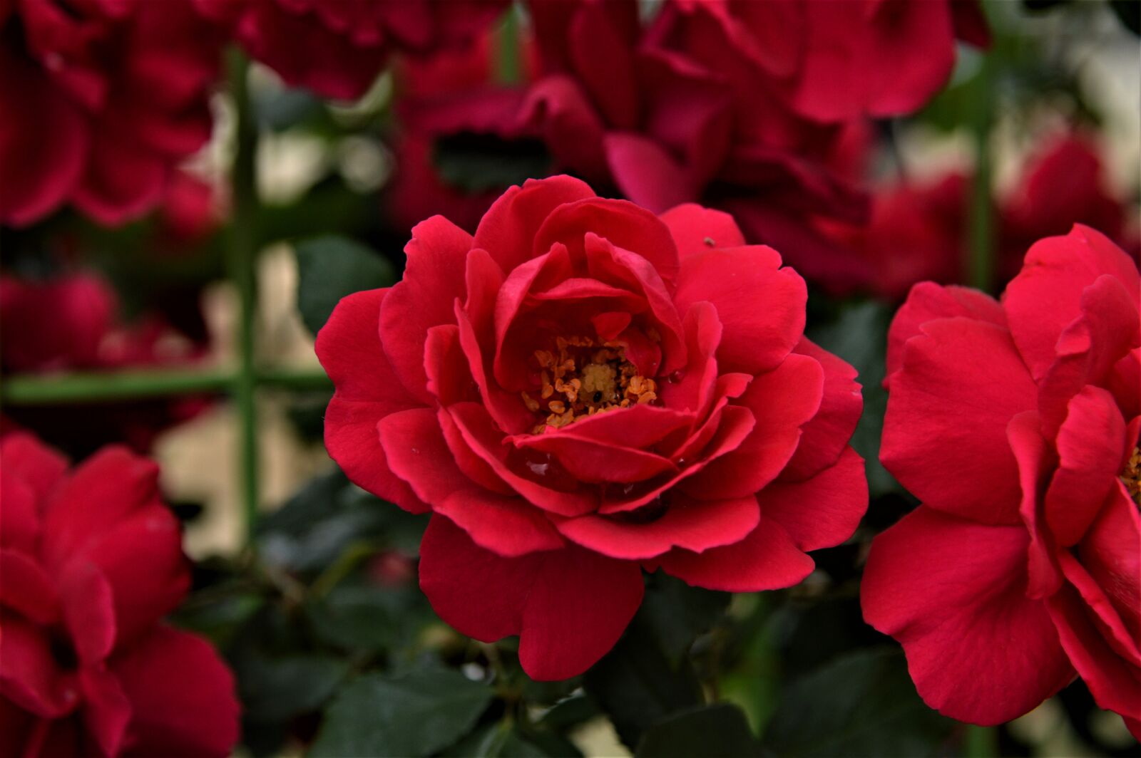 Nikon D3200 sample photo. Rose, flowers photography