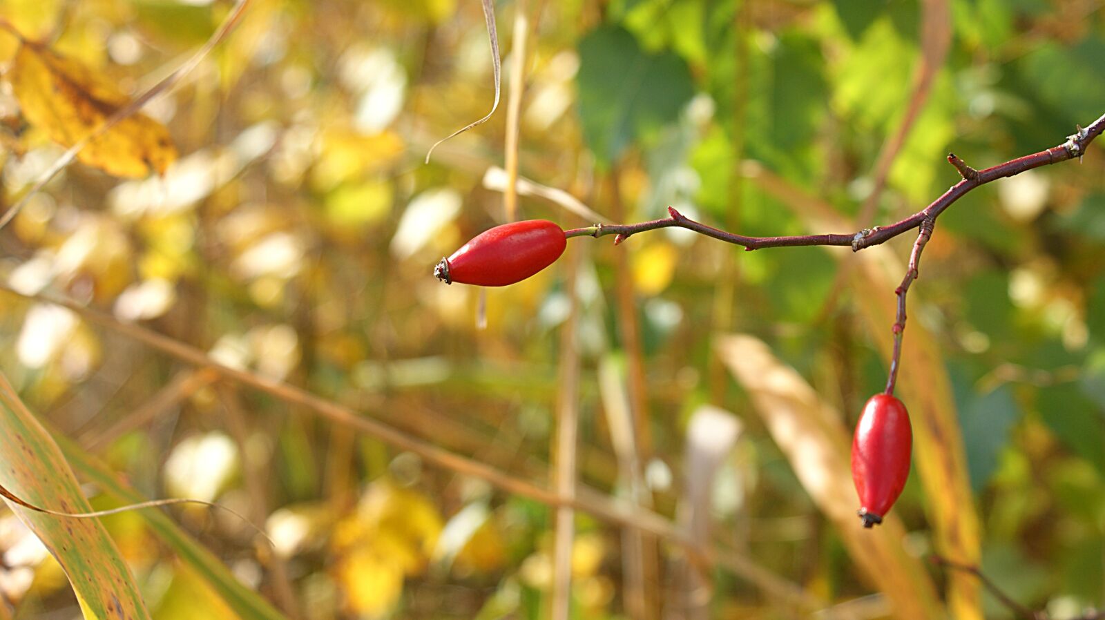 Sony Alpha DSLR-A350 sample photo. Brier, nature, thorn photography