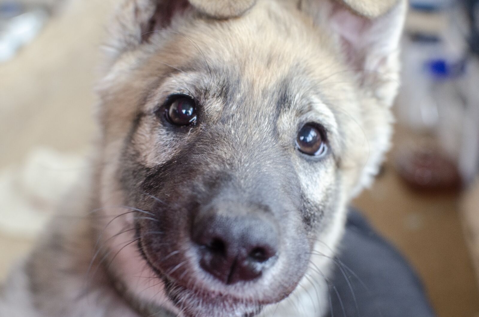 Nikon D5100 sample photo. Dog, puppy, animals photography