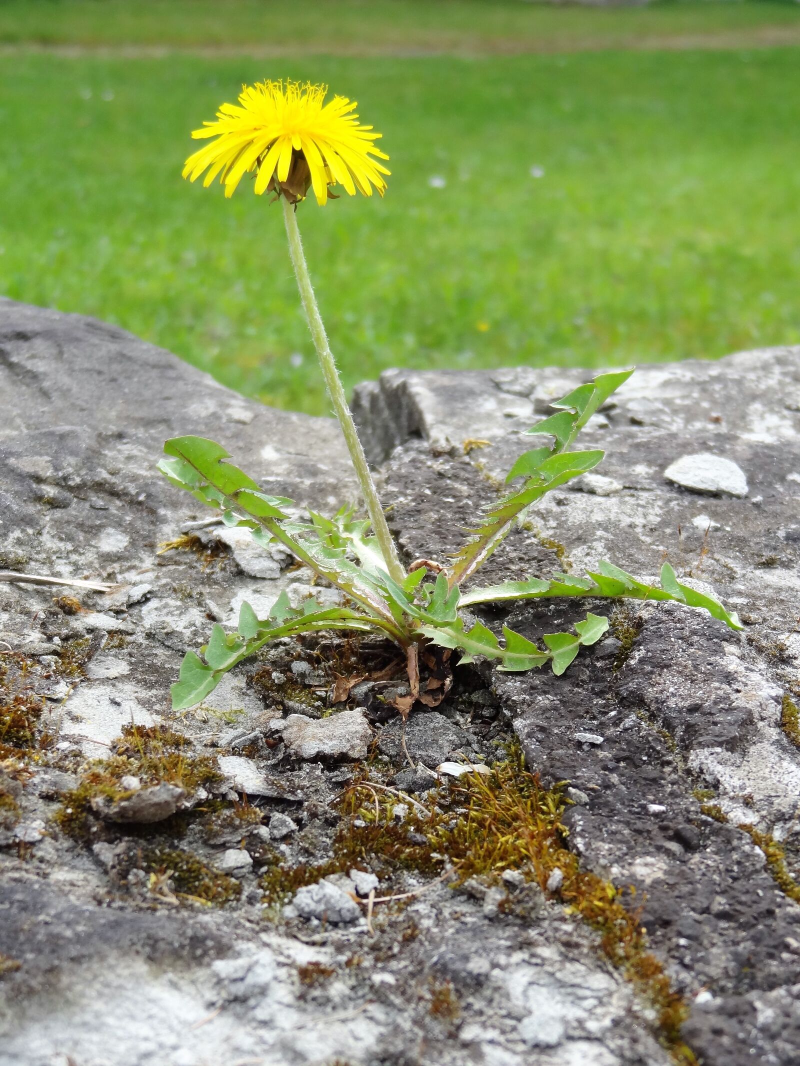 Sony Cyber-shot DSC-HX9V sample photo. Plant, flower, dandelion photography