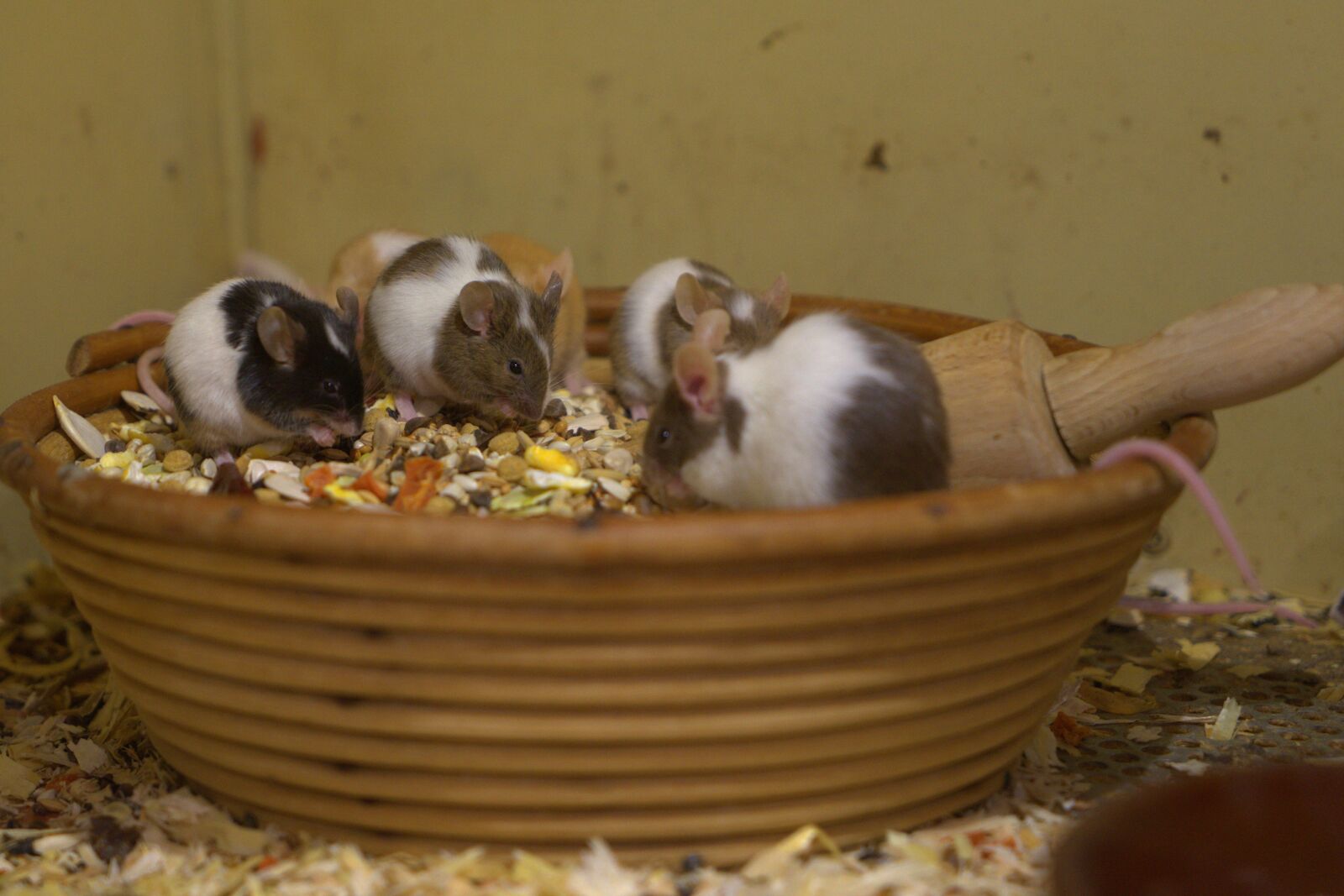 Sony a7 II + Sony Vario Tessar T* FE 24-70mm F4 ZA OSS sample photo. Mouse, eat, nager photography