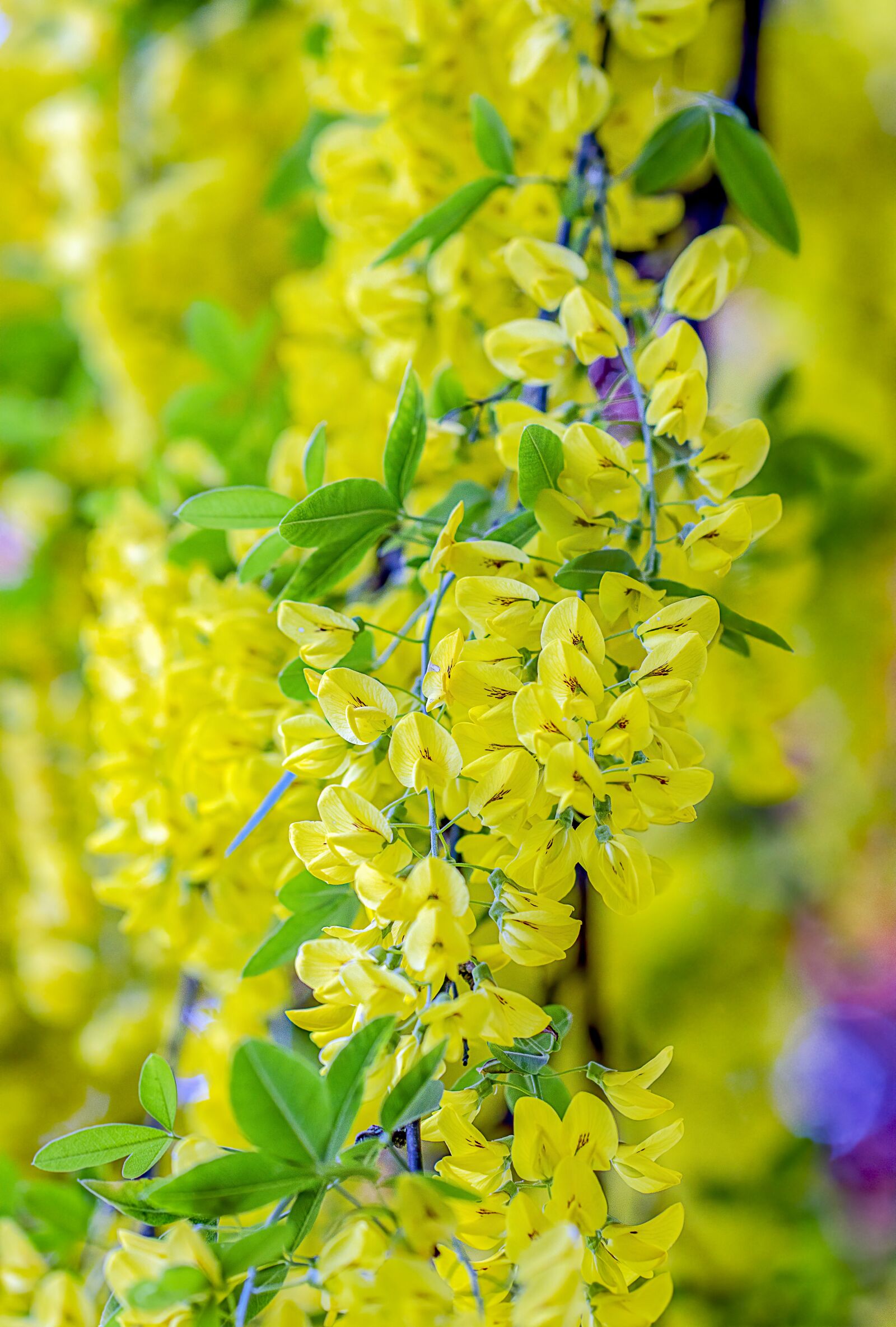 Canon EF 100mm F2.8L Macro IS USM sample photo. Laburnum, blossom, yellow photography