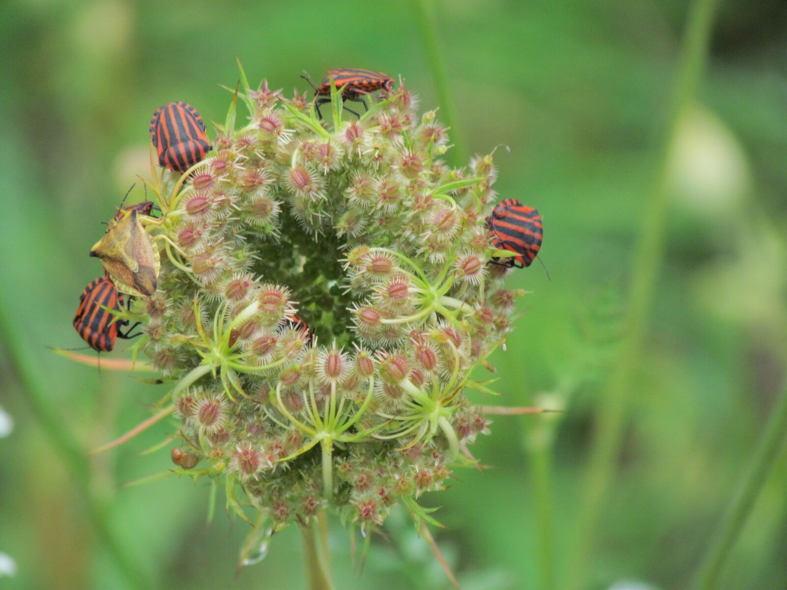 Canon PowerShot SX30 IS sample photo. Pajamas bug, morvan, france photography