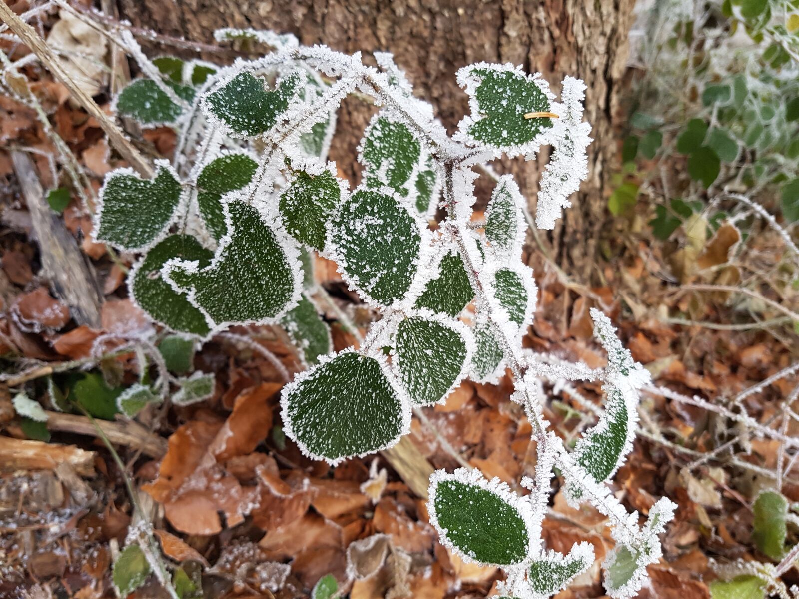 Samsung Galaxy S7 Edge sample photo. Leaves, ice, forest photography