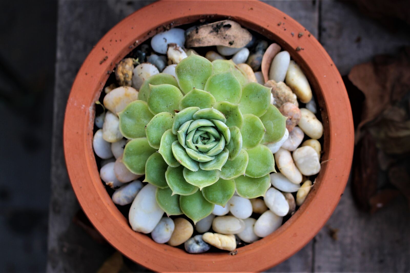 Canon EOS 700D (EOS Rebel T5i / EOS Kiss X7i) sample photo. Succulent, blossom, bloom photography