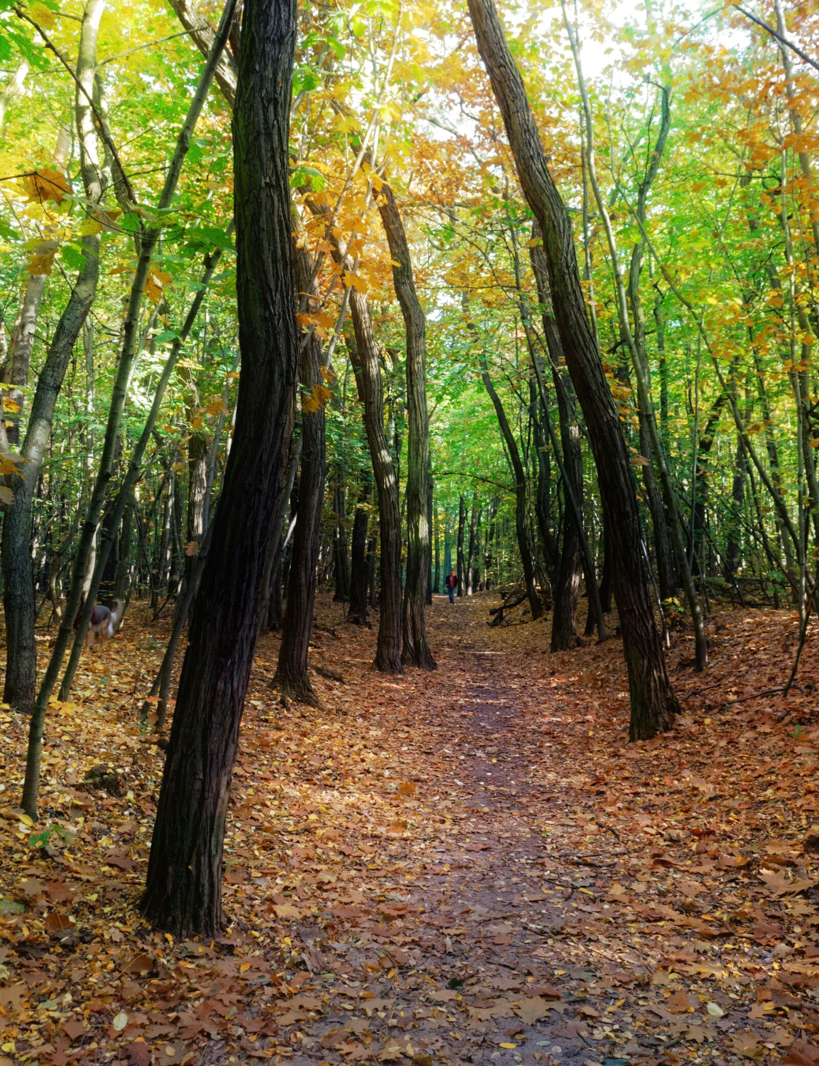 Nikon D3100 sample photo. Forest, nature, trees photography