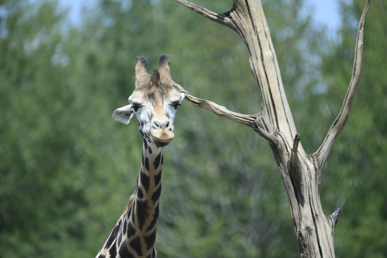 Nikon Z7 sample photo. Beekse bergen, giraffe, animals photography