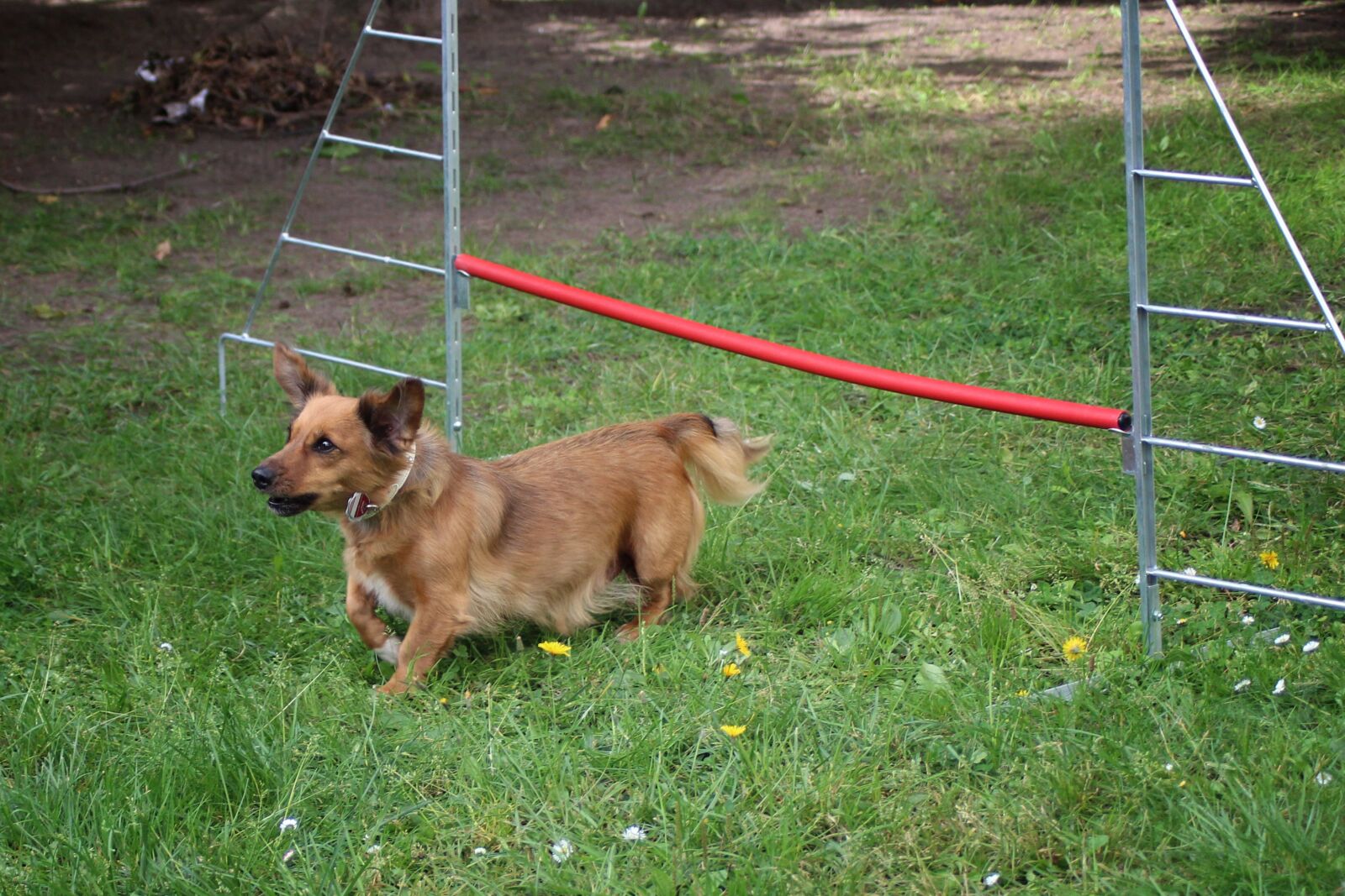 Canon EOS 600D (Rebel EOS T3i / EOS Kiss X5) sample photo. Small dog, dog, hurdle photography