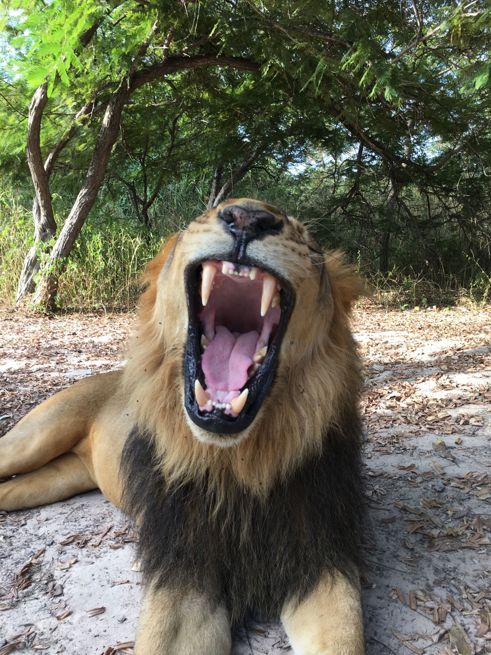 Apple iPhone 6s sample photo. Lion, africa, safari photography