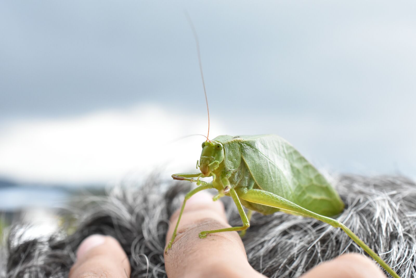 Nikon D3400 sample photo. Insect, cricket, grasshopper photography
