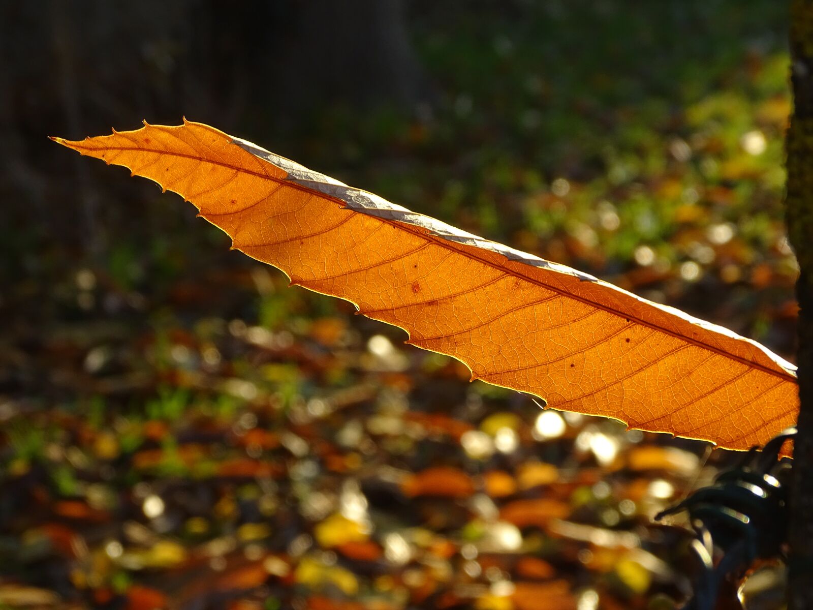 Sony Cyber-shot DSC-HX400V sample photo. Leaf, chestnut, fall photography