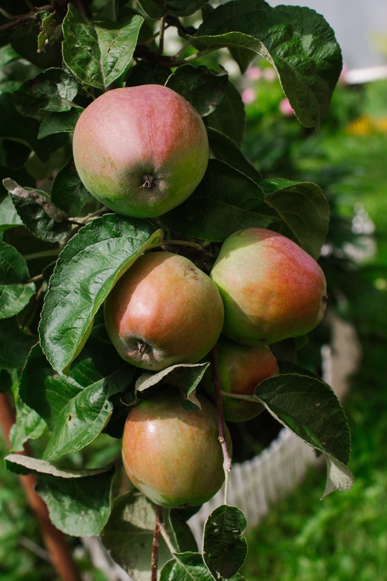 Canon EOS 60D sample photo. Apples, apple tree, fruit photography
