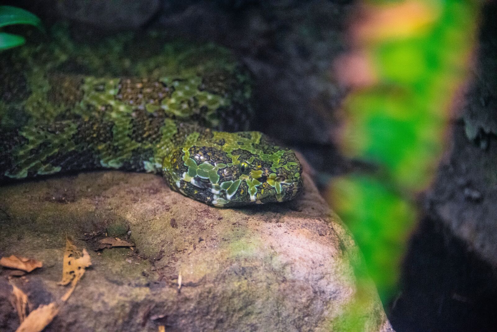 Nikon D750 sample photo. Snake, python, reptile photography
