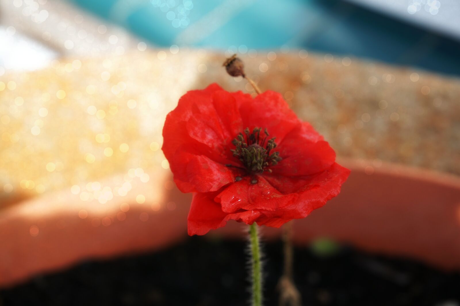 Sony a6000 sample photo. Poppy, flower, red photography