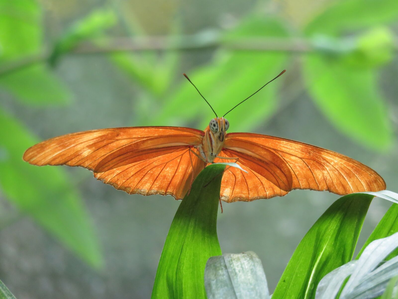 Canon PowerShot SX60 HS sample photo. Butterfly, close up, insect photography