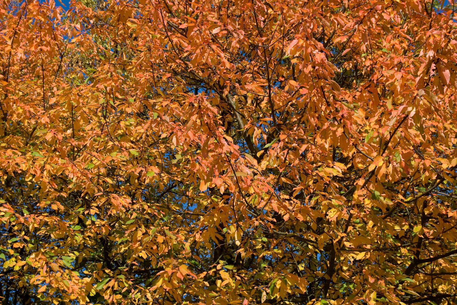Canon EOS 400D (EOS Digital Rebel XTi / EOS Kiss Digital X) sample photo. Yellow, orange, season photography