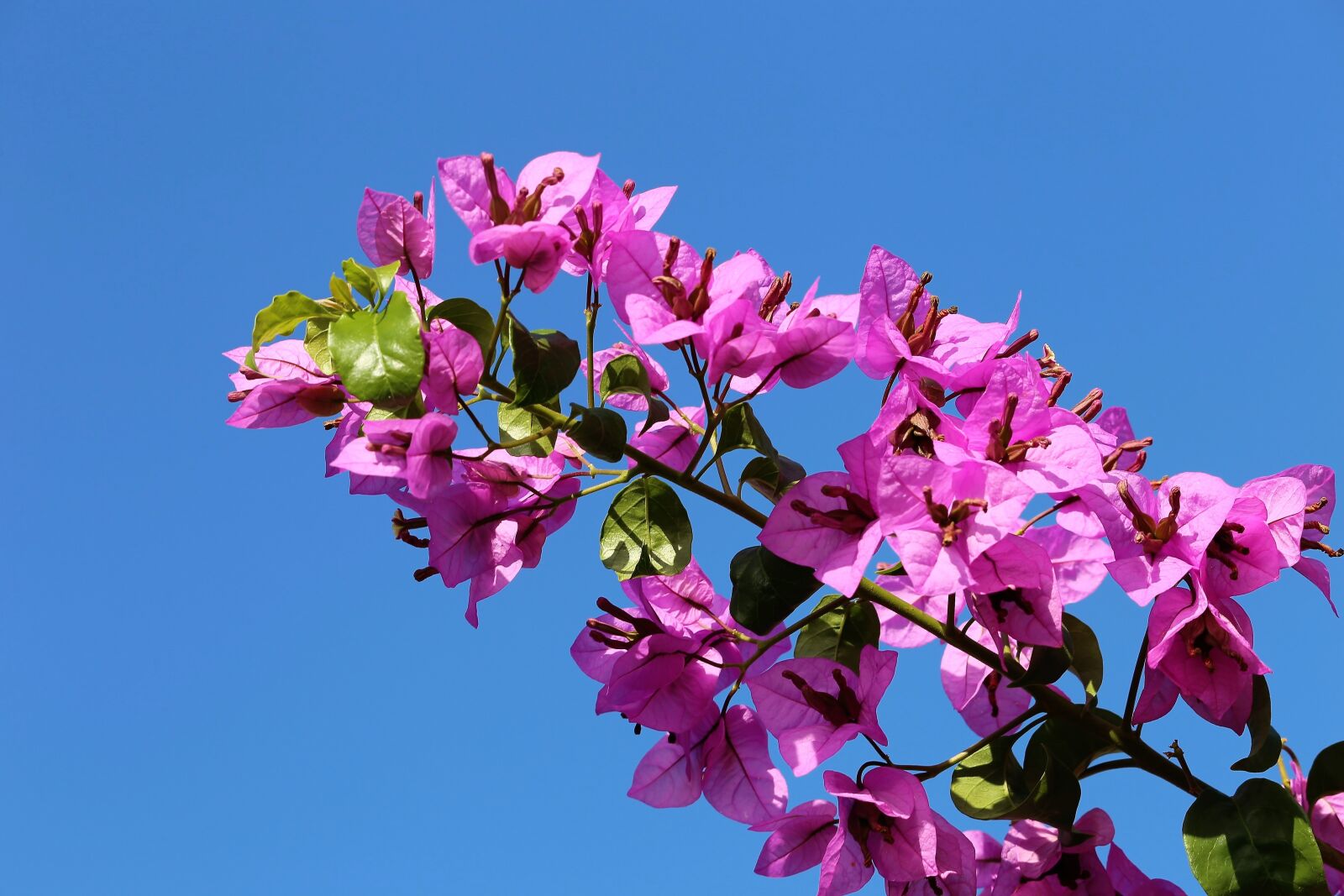 Canon EOS 6D sample photo. Bugenvila, bougainvillea, pink flowers photography