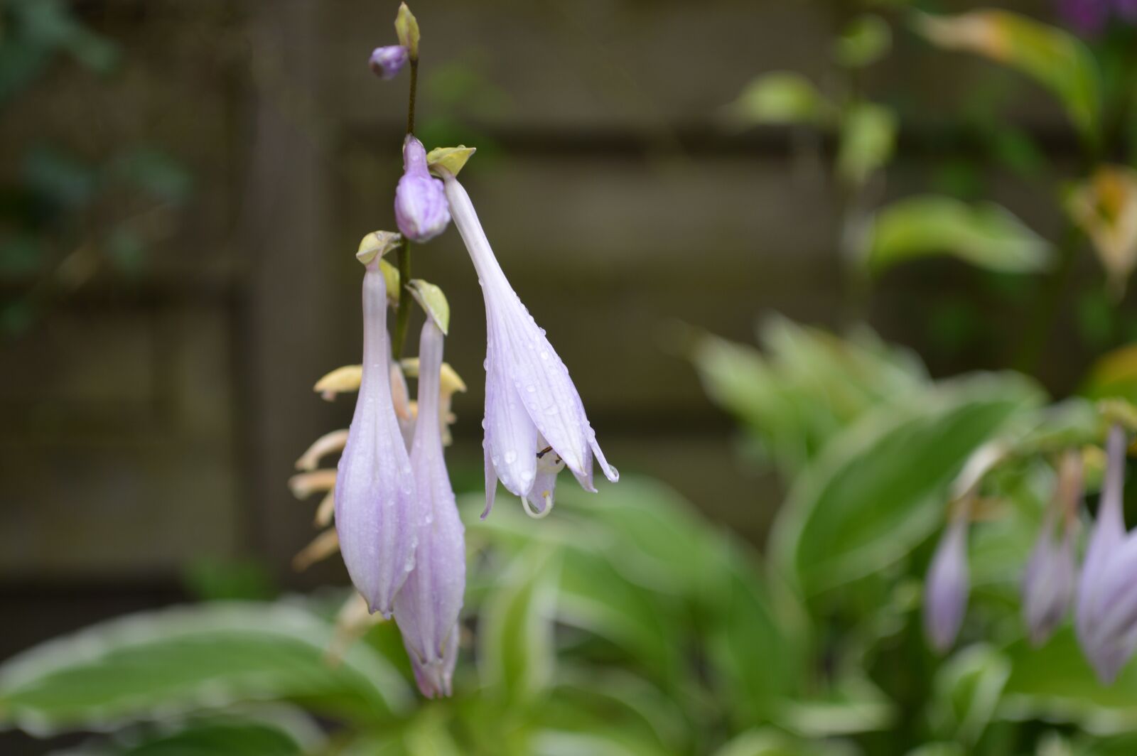 Nikon D3200 sample photo. Close, up, of, purple photography