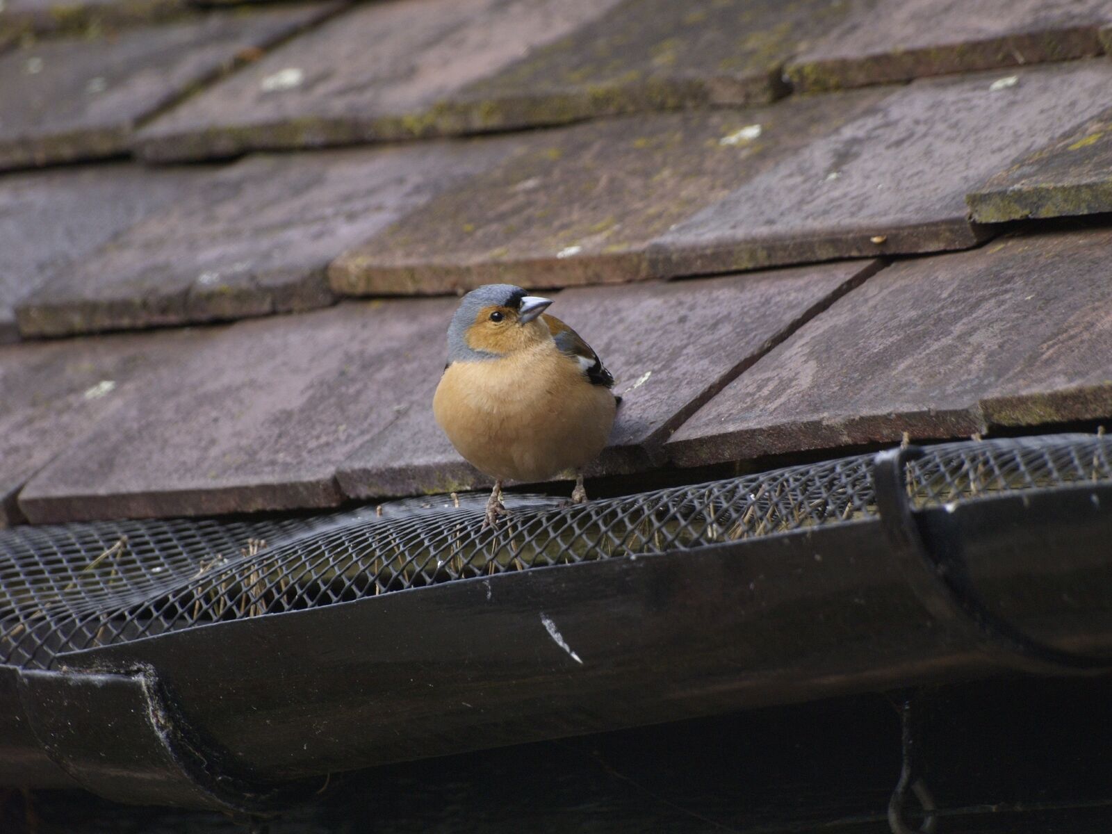 Olympus E-400 (EVOLT E-400) sample photo. Bird, chaffinch, perched photography