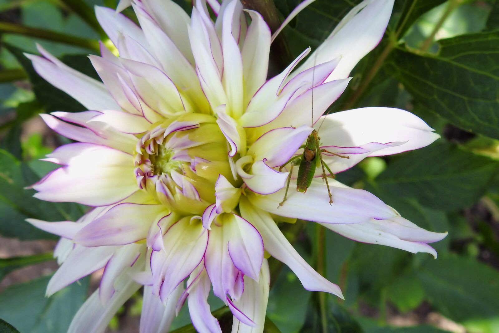 Nikon Coolpix P900 sample photo. Dahlia, dahlia flower, viridissima photography