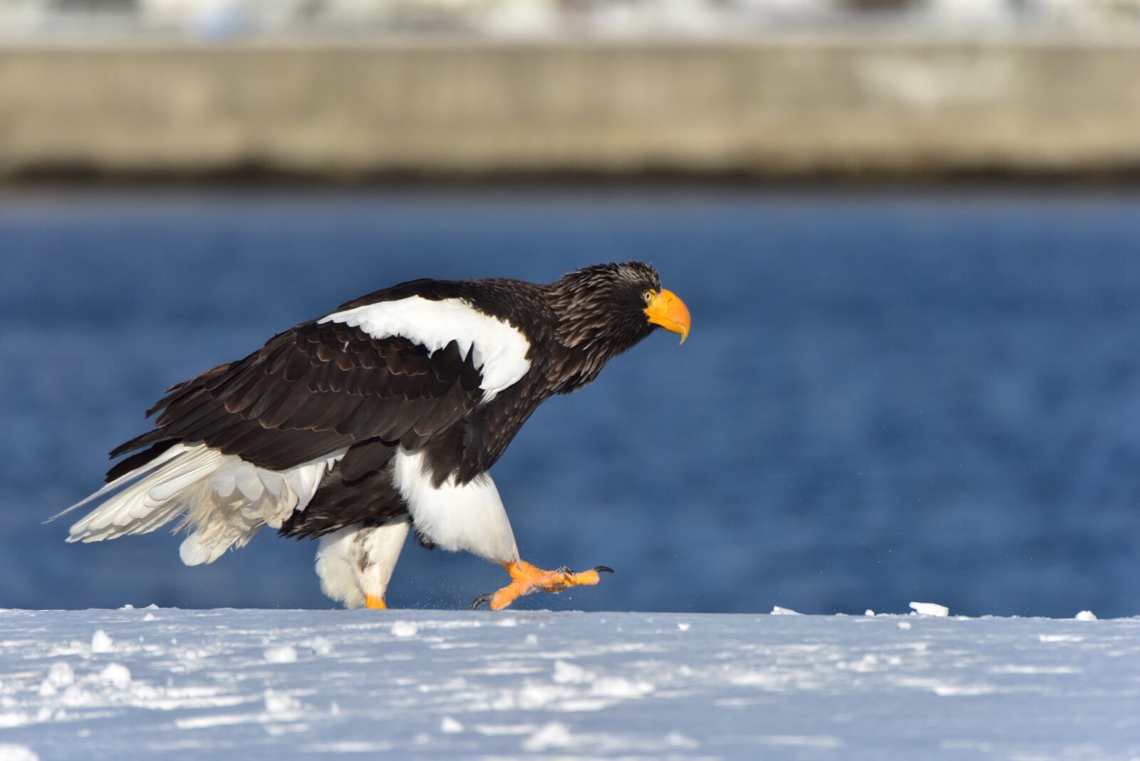 Nikon D810 sample photo. Bird, snow, winter photography