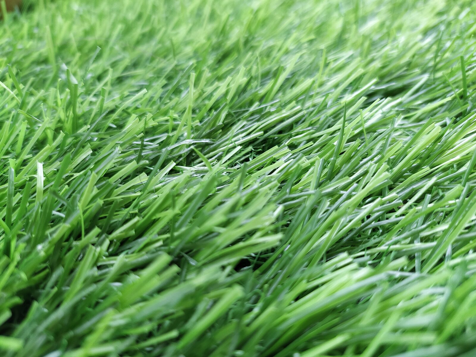 Xiaomi Redmi Note 8 sample photo. Grass, green grass, grasses photography