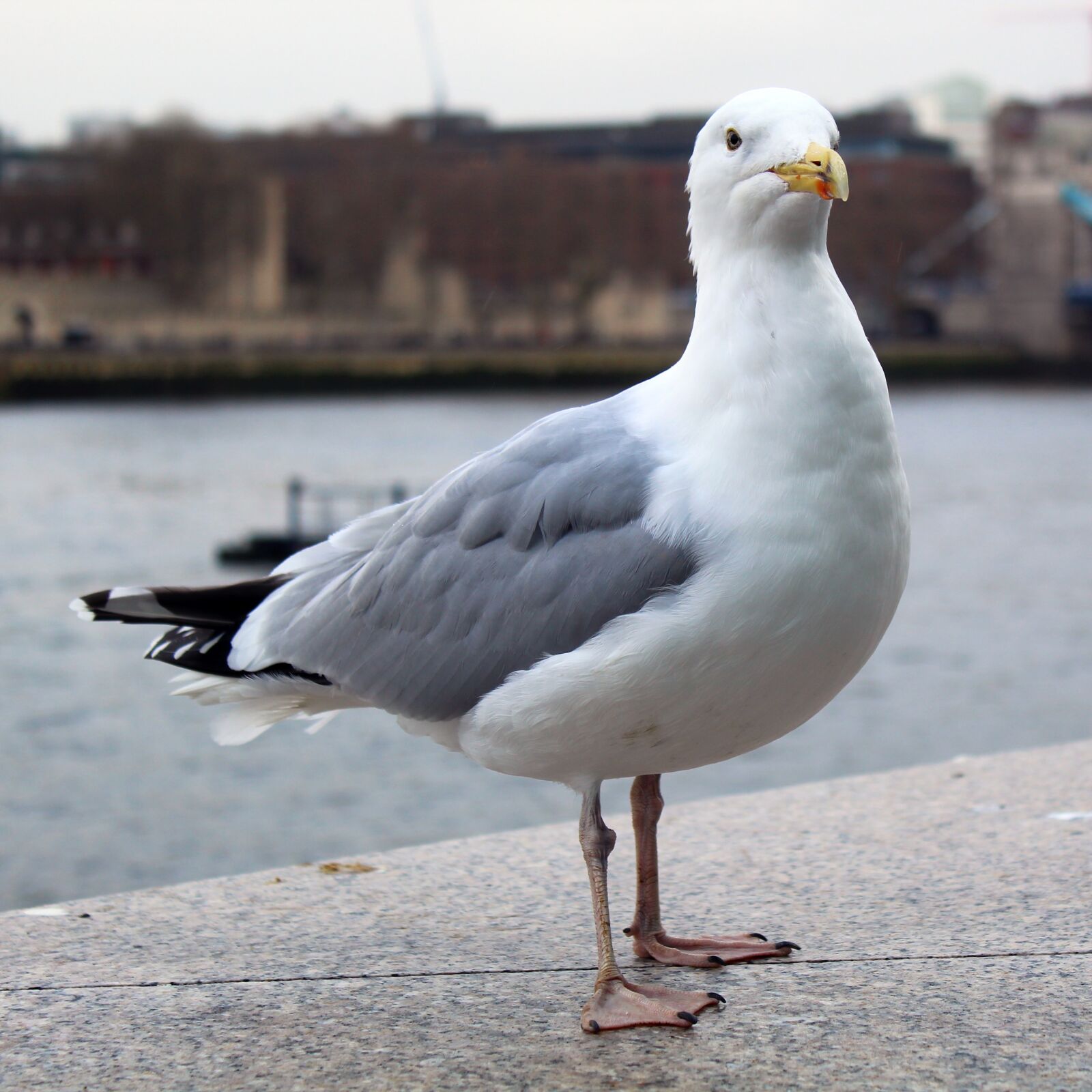 Canon EOS 4000D (EOS Rebel T100 / EOS 3000D) sample photo. Seagull, bird, animal photography