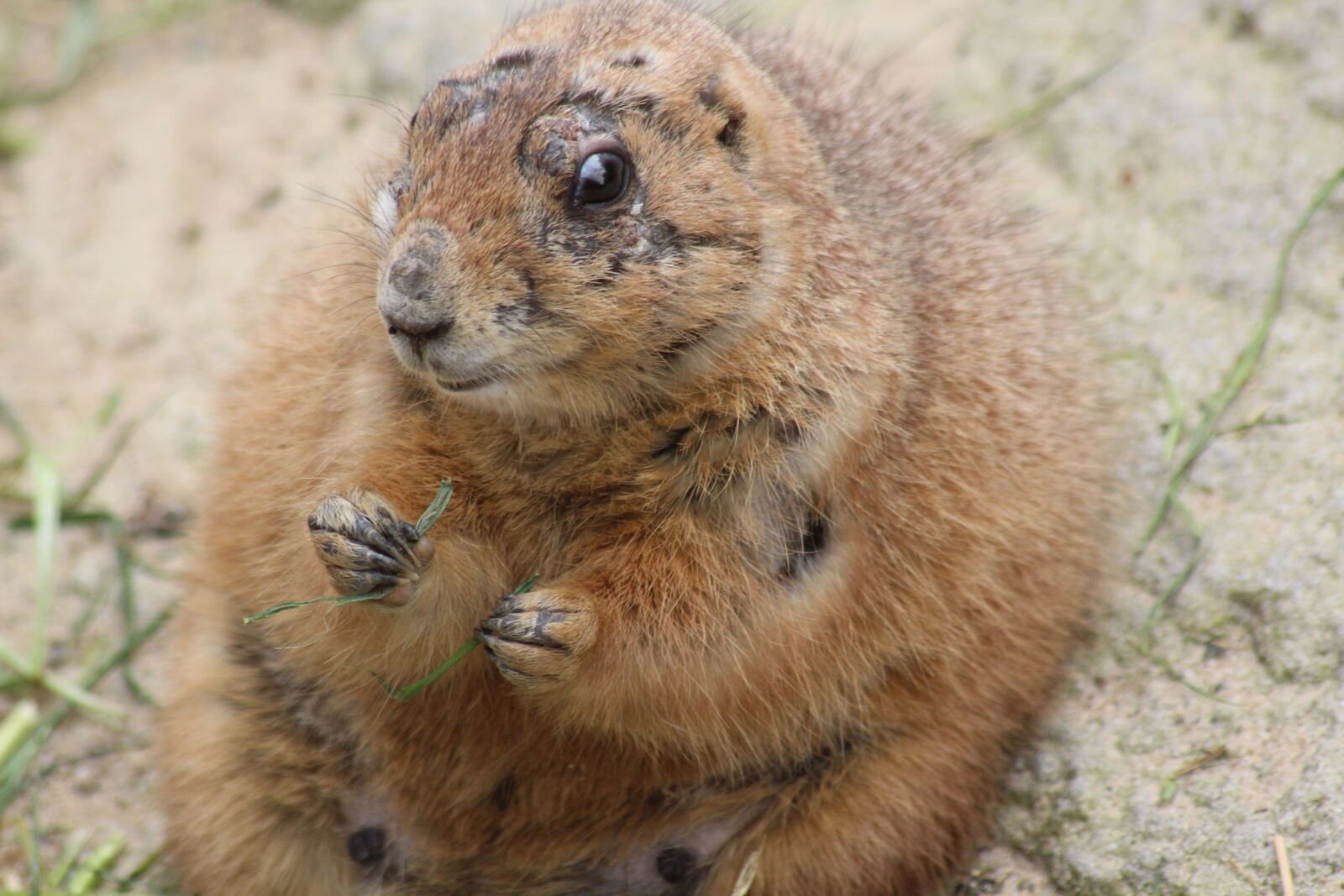 Canon EOS 600D (Rebel EOS T3i / EOS Kiss X5) sample photo. Prairie dog, animal, rodent photography